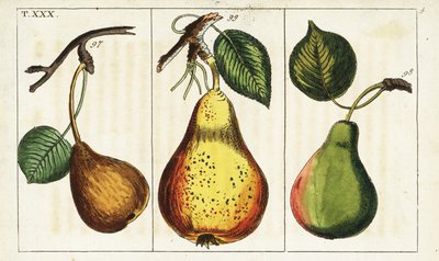 Pear varieties, Pyrus communis by Unbekannter Künstler