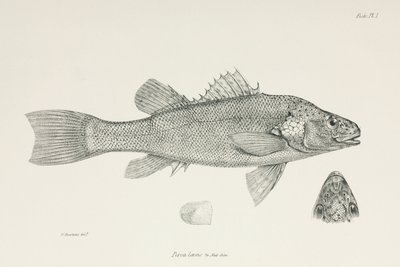 Perch, c 1832-1836 by Unbekannt