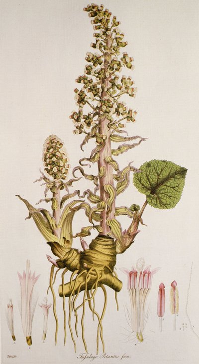 Petasites sp., Petasite by Unbekannt
