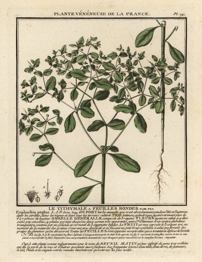 Petty spurge, Euphorbia peplus by Unbekannter Künstler