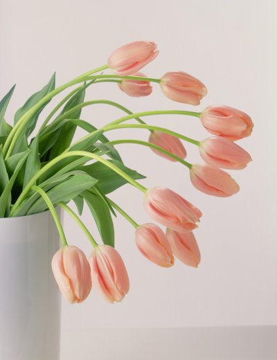 Pink Tulips by Unbekannter Künstler