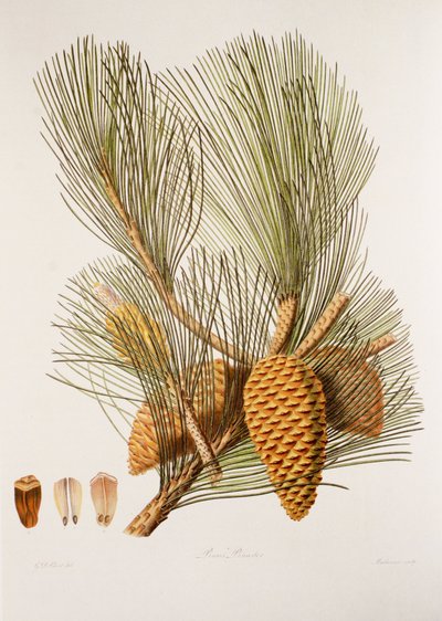 Sea Pine by Unbekannt