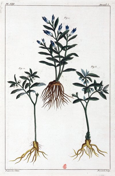 Medicinal Plants, China by Unbekannt