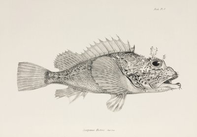 Player Scorpionfish, c. 1832-1836 by Unbekannter Künstler