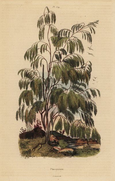 Plocama Pendula Shrub by Unbekannt
