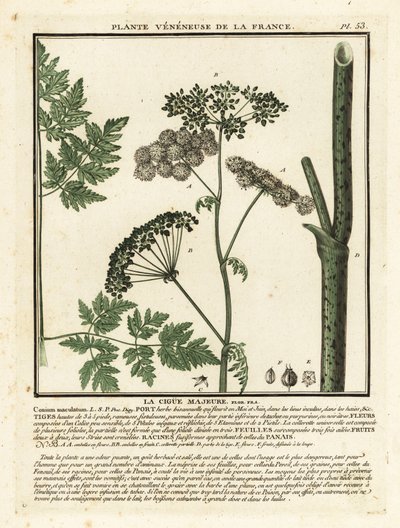 Poison Hemlock, Conium maculatum by Unbekannter Künstler