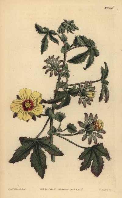 Prickly-stalked hibiscus, Hibiscus surattensis by Unbekannt