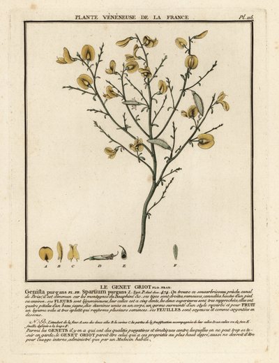 Purging Broom, Cytisus purgans by Unbekannter Künstler