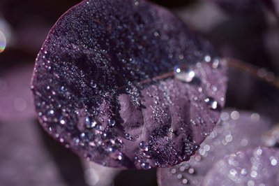 Purple Leaves III by Unbekannter Künstler