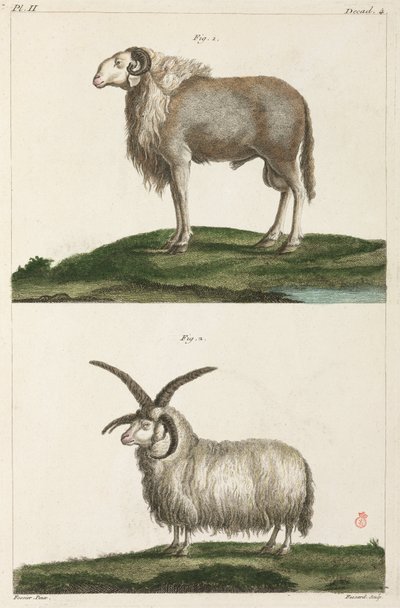 Rams by Unbekannt