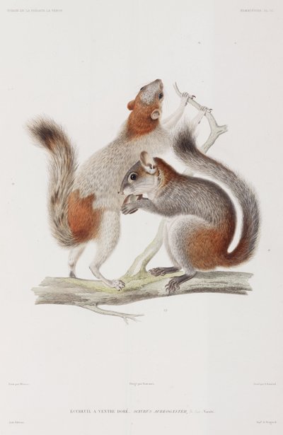 Red-bellied or Mexican grey squirrels by Unbekannter Künstler