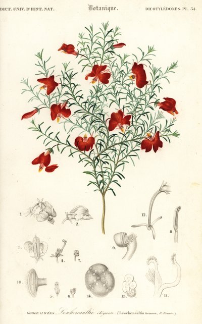 Red Leschenaultia, Leschenaultia formosa (engraving) by Unbekannter Künstler
