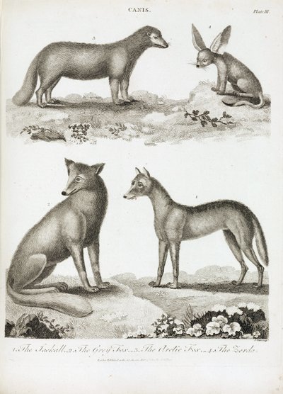 Foxes and Jackals by Unbekannt