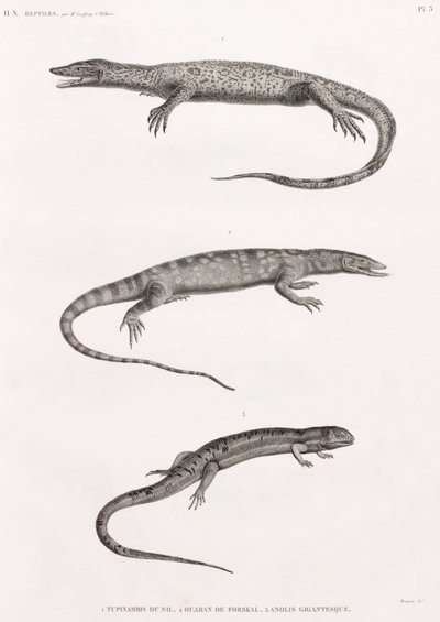 Reptiles: Tupinambis Nile by Unbekannt