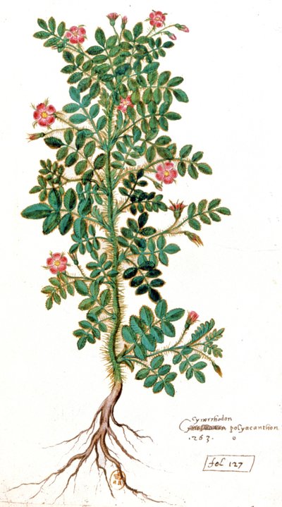 Rosehip by Unbekannter Künstler
