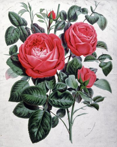 Roses by Unbekannter Künstler