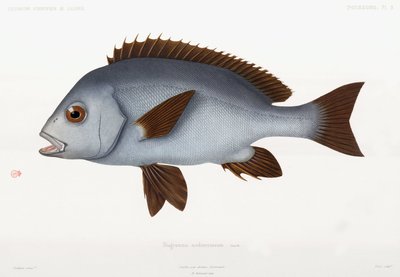 Rubberlip Grunt, Algeria by Unbekannter Künstler