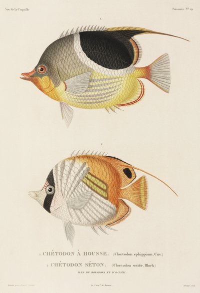 Saddleback and Auriga Butterflyfishes, South Pacific by Unbekannter Künstler