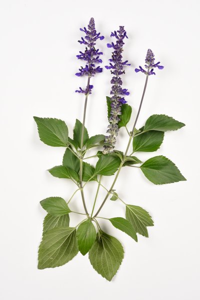 Salvia longispicata x farinacea/Big Blue/Hybrid Sage by Unbekannt