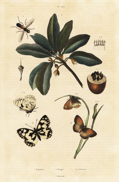 Sapodilla and Moths by Unbekannter Künstler