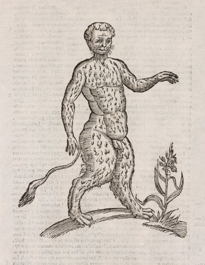 Another Species of Satyr by Unbekannt