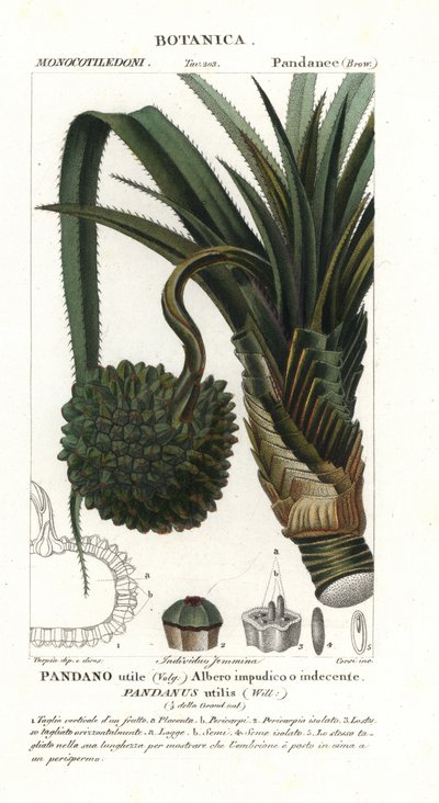 Screw Pine, Pandanus Utilis by Unbekannter Künstler