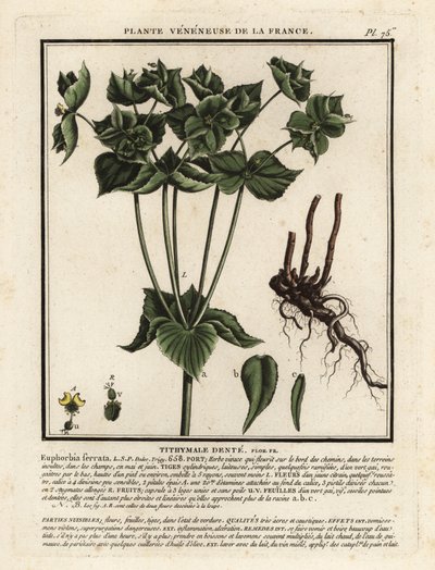 Serrated Spurge, Euphorbia serrata by Unbekannter Künstler