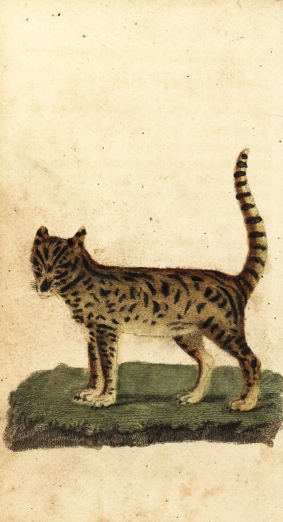 Serval, Leptailurus serval, 1800 (engraving) by Unbekannter Künstler