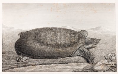 Side View of a Turtle by Unbekannt