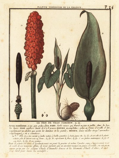 Snakeshead, Arum maculatum by Unbekannter Künstler