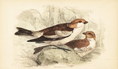 Snow bunting, Plectrophenax nivalis.1889 by Unbekannter Künstler