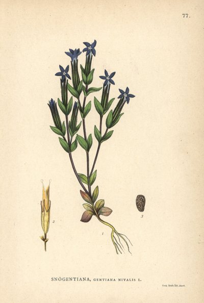 Snow Gentian, Gentiana Nivalis by Unbekannter Künstler