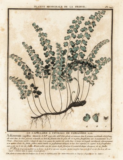 Southern Maidenhair Fern, Adiantum capillus-veneris by Unbekannter Künstler
