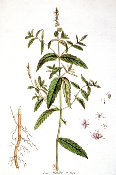 Spearmint by Unbekannter Künstler
