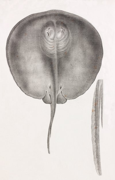 Stingray, Front View Close-up by Unbekannt