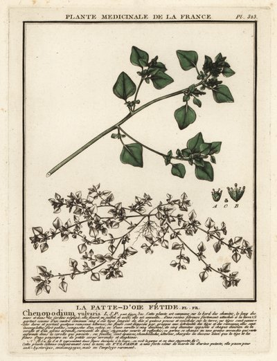 Stinking Goosefoot, Chenopodium Vulvaria by Unbekannter Künstler