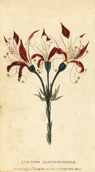 Striped alstroemeria, Alstroemeria ligtu, 1800 by Unbekannter Künstler