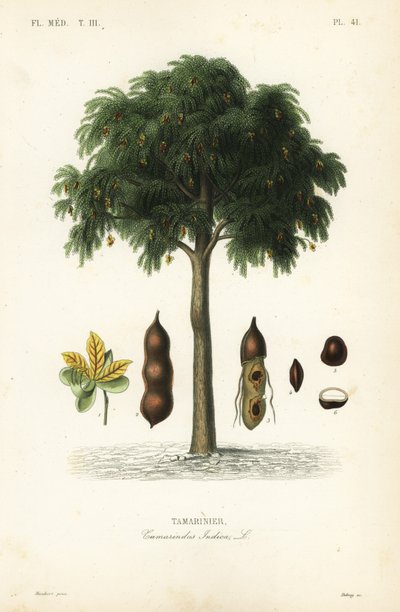Tamarind tree by Unbekannt