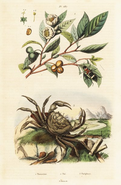 Tea, Beetle and Crab by Unbekannter Künstler
