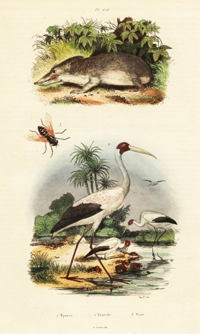 Tenrec, stork and horsefly.,1834-1839 by Unbekannter Künstler