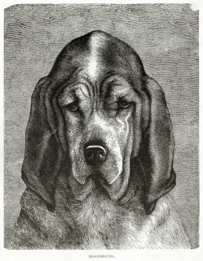 The Bloodhound. 1902 by Unknown