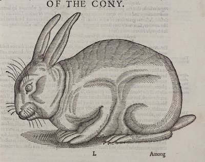 The Cony by Unbekannt