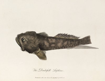 The Doubtful Lophius by Unbekannter Künstler