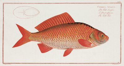 The Gold-Fish by Unbekannter Künstler
