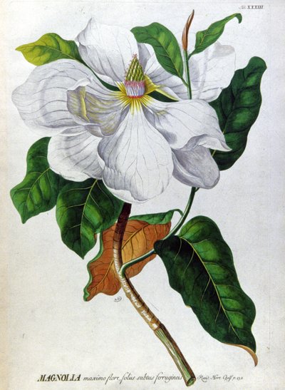 The Magnolia by Unbekannter Künstler