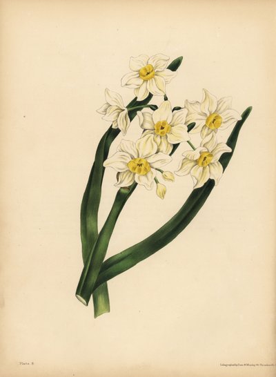 The snow flake-leaved Narcissus, Egotism and self-love by Unbekannt