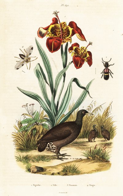 Tiger Iris and Great Tinamou by Unbekannter Künstler