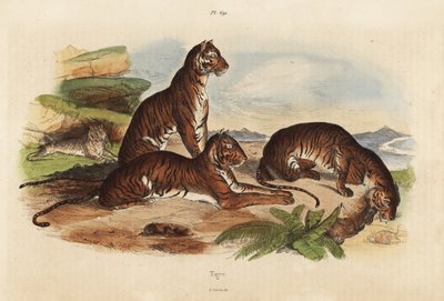 Tigers, Panthera tigris, endangered by Unbekannt