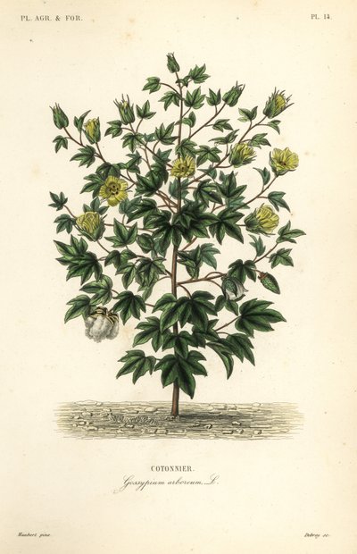 Tree cotton, Gossypium arboreum by Unbekannt