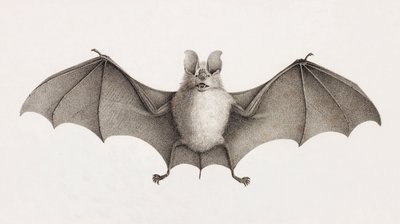 Trident Horseshoe Bat, Bats in Egypt by Unbekannt